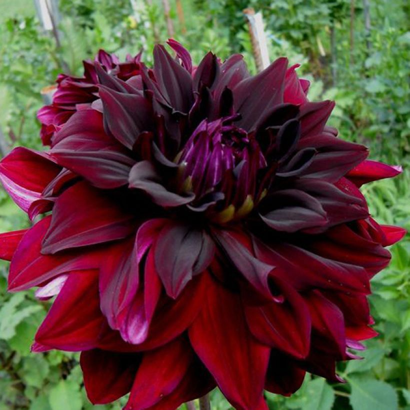 Kaktusdaalia Rip City (Kukinta)