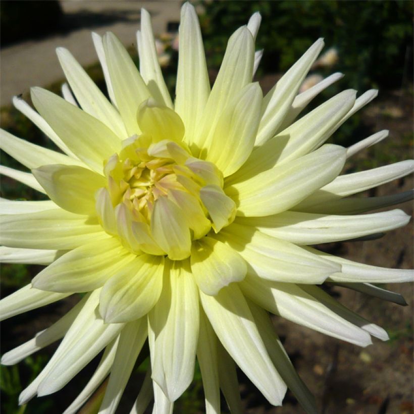 Kaktusdaalia Shooting Star (Kukinta)