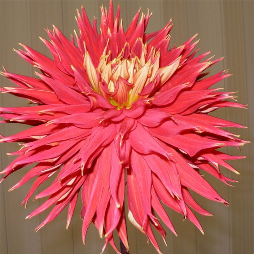 Kaktusdaalia Showntell (Kukinta)