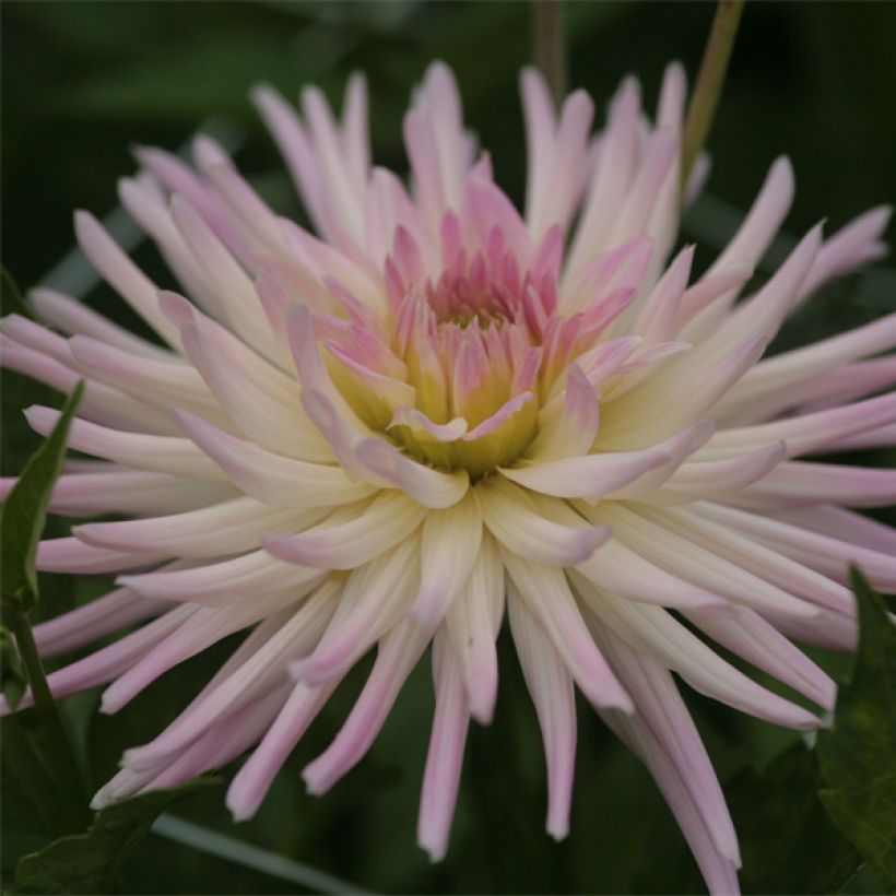 Kaktusdaalia Star's Lady (Kukinta)