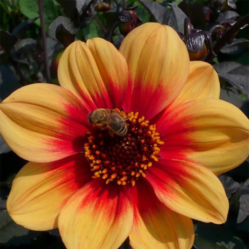 Maisemadaalia Sunshine (Kukinta)
