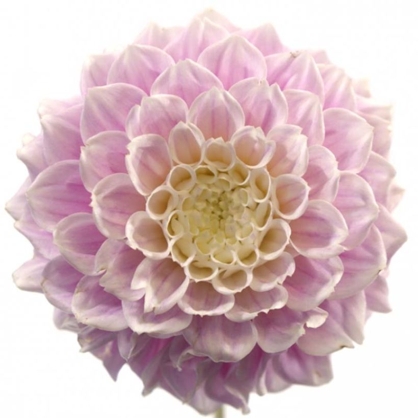Koristedaalia Sweet Love (Kukinta)
