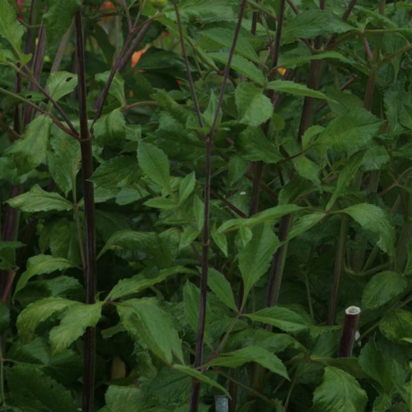 Koristedaalia Victoria Ann (Lehvistö)