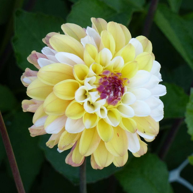 Pallodaalia Double Jill (Kukinta)