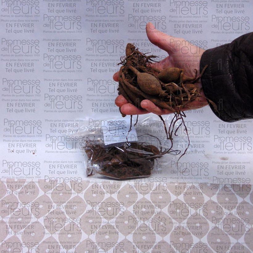 Esimerkki toimitetusta Pallodaalia Joey Winnie Sipulit Koko I-taimesta