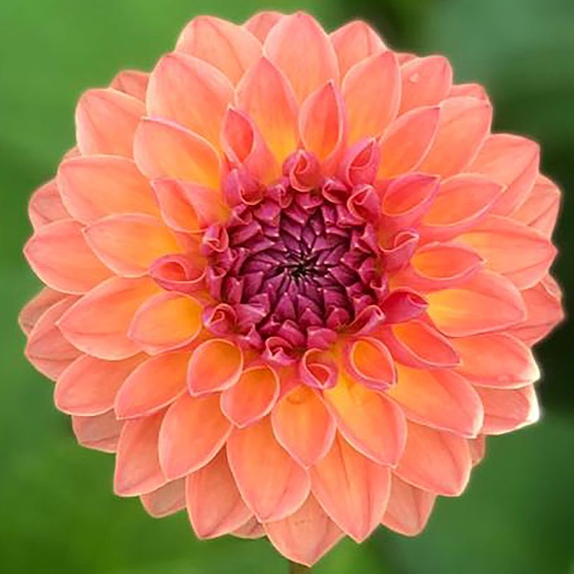 Pallodaalia Orange Breeze (Kukinta)