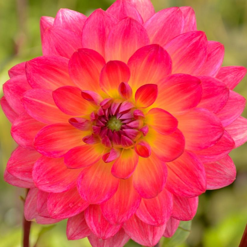 Kameliadaalia Kilburn Glow (Kukinta)