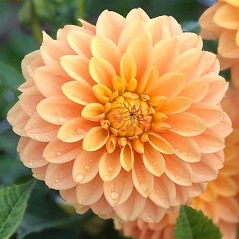 Koristedaalia Bocherell (Kukinta)