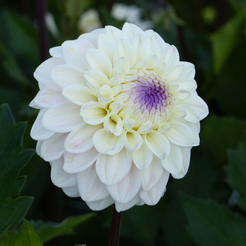 Koristedaalia Seniors White (Kukinta)