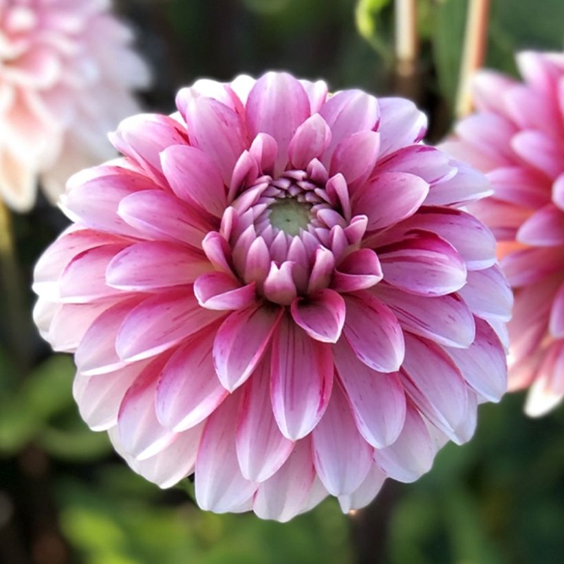 Koristedaalia Strawberry Cream (Kukinta)