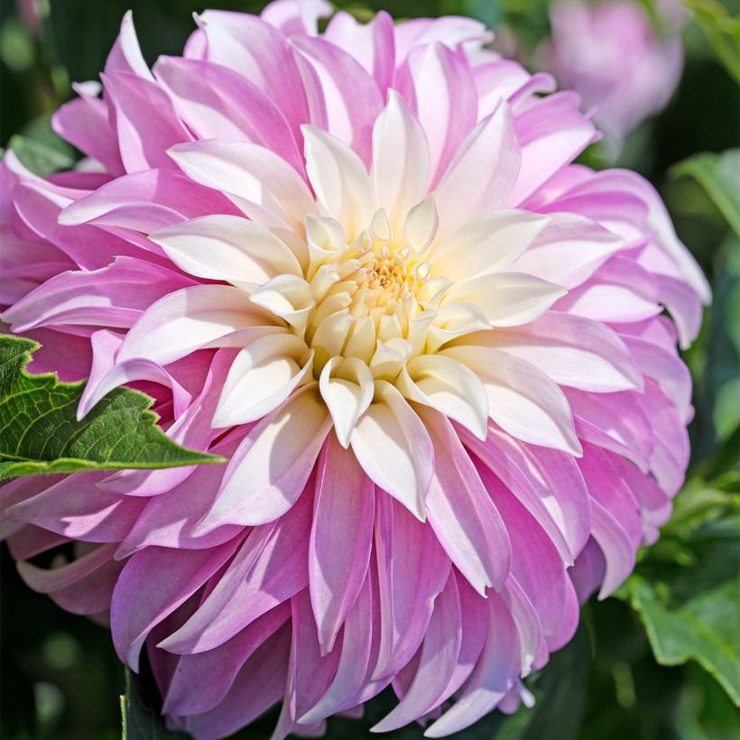 Koristedaalia Pink Petticoat (Kukinta)