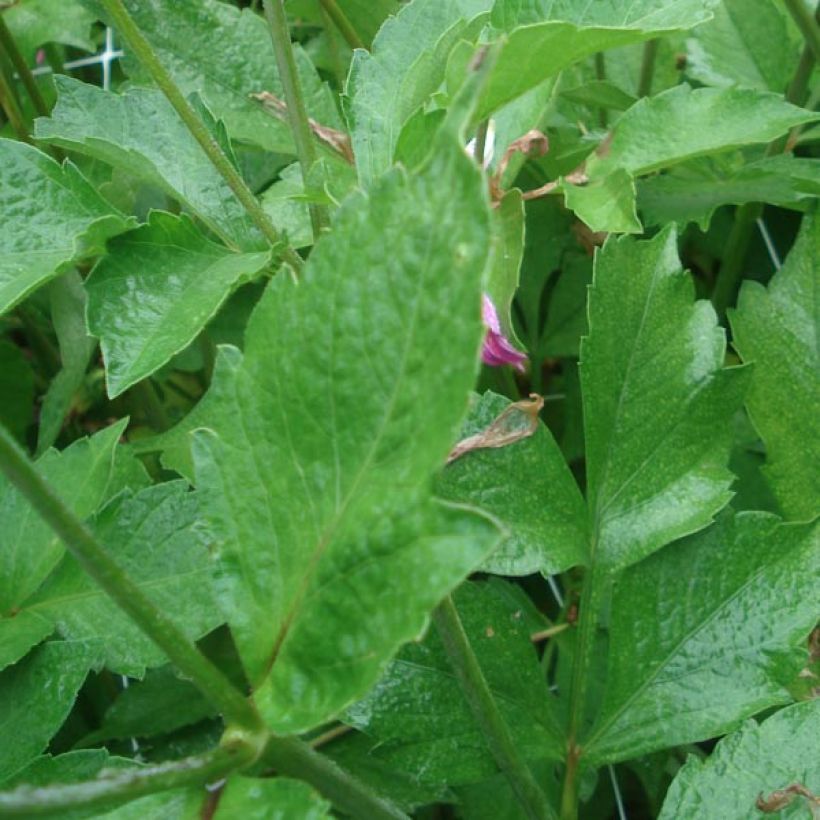 Honka-daalia Pink (Lehvistö)