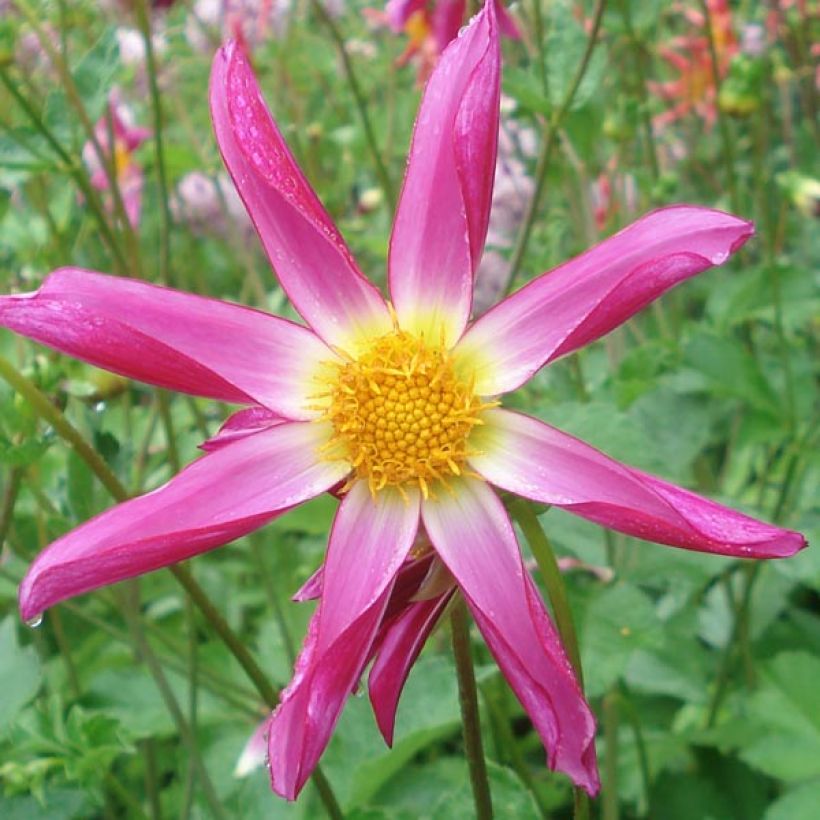 Honka-daalia Pink (Kukinta)