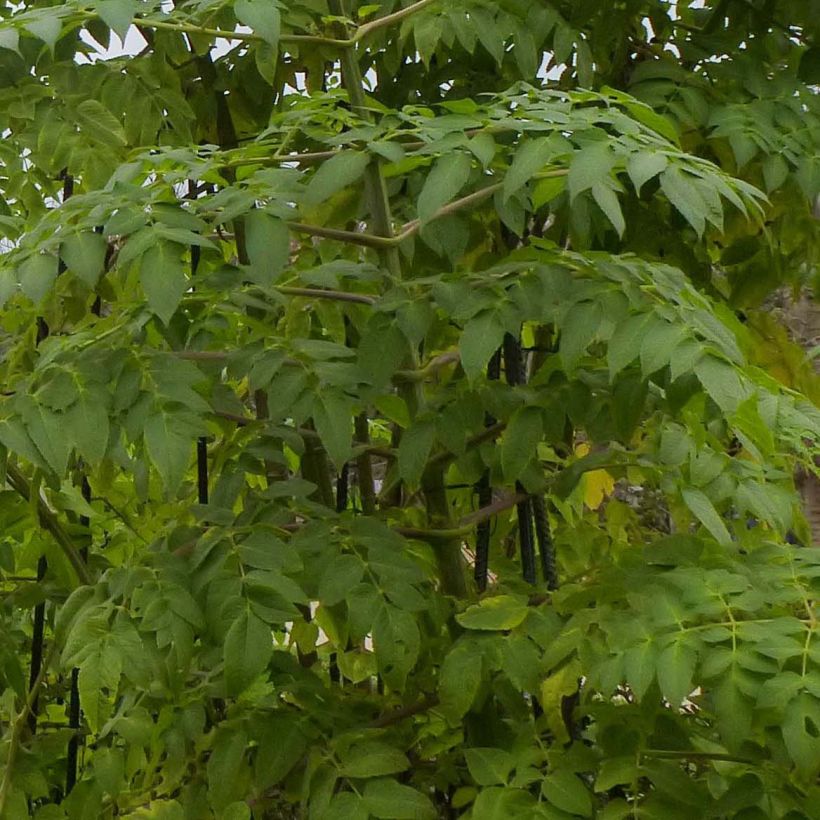 Kellopuudaalia - Dahlia imperialis (Lehvistö)