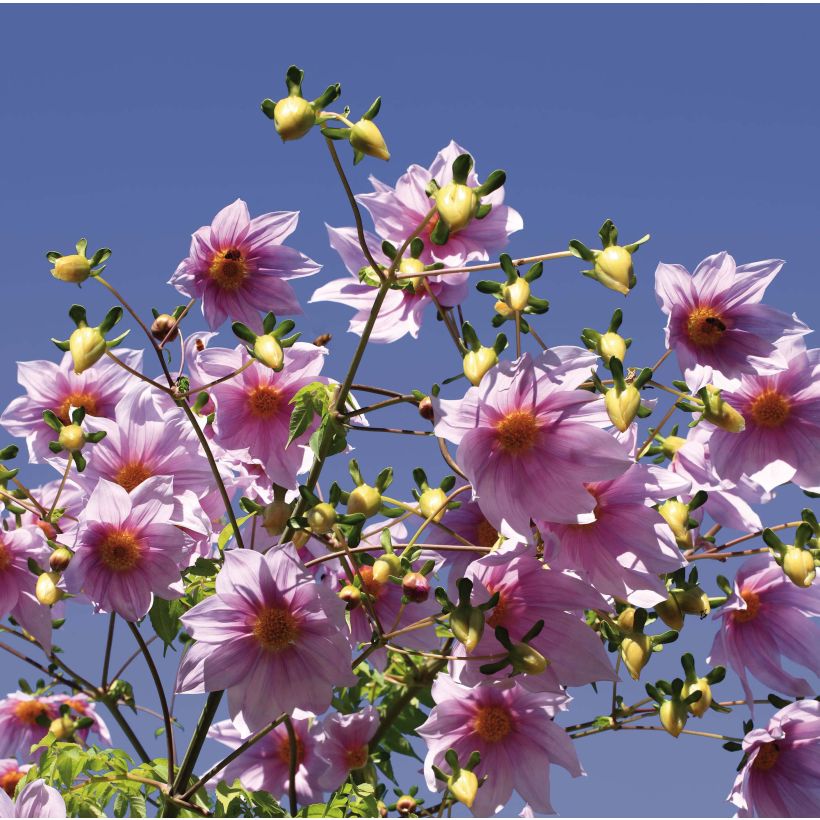 Kellopuudaalia - Dahlia imperialis (Kukinta)