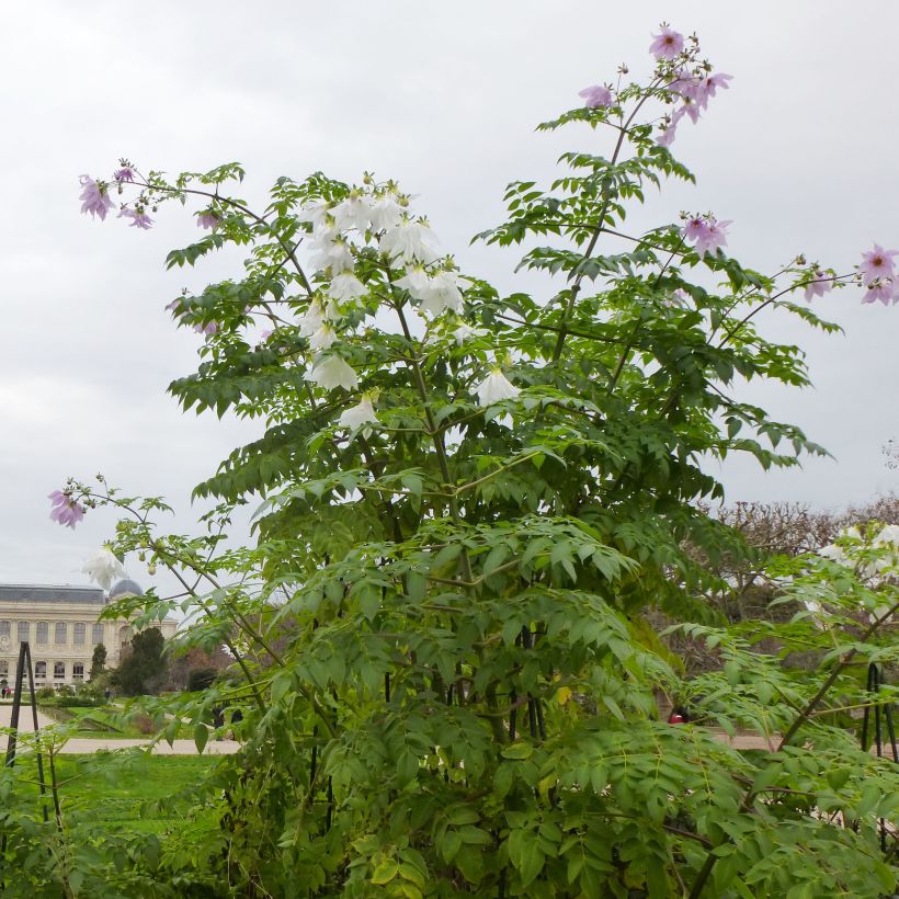 Kellopuudaalia - Dahlia imperialis (Kasvutapa)