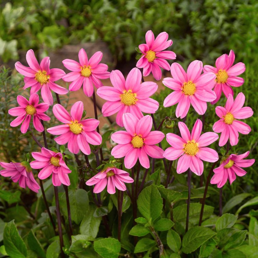 Kääpiödaalia Topmix Pink (Kukinta)