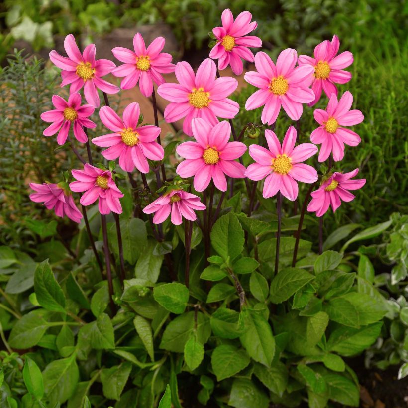 Kääpiödaalia Topmix Pink (Kasvutapa)