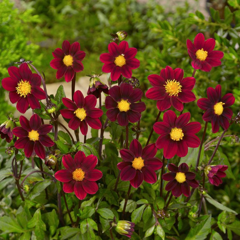 Kääpiödaalia Topmix Purple (Kukinta)