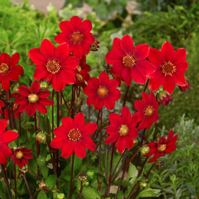 Kääpiödaalia Topmix Red (Kukinta)