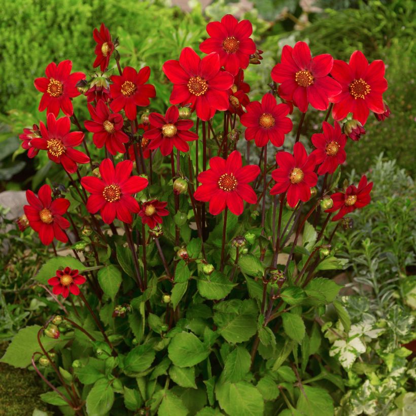 Kääpiödaalia Topmix Red (Kasvutapa)