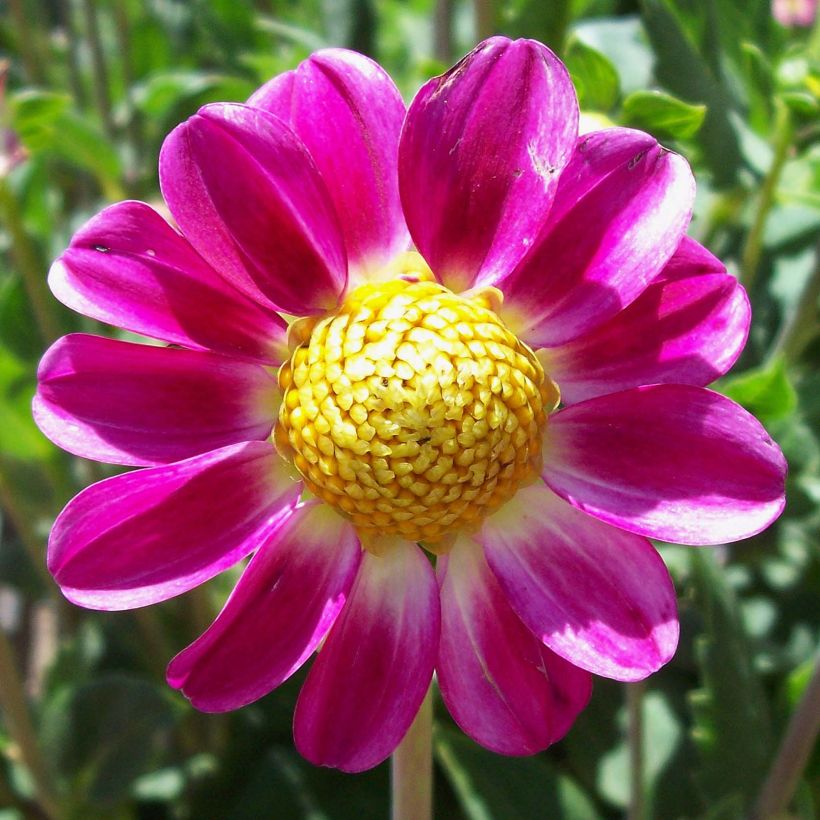 Kääpiödaalia Topmix Sweetheart (Kukinta)