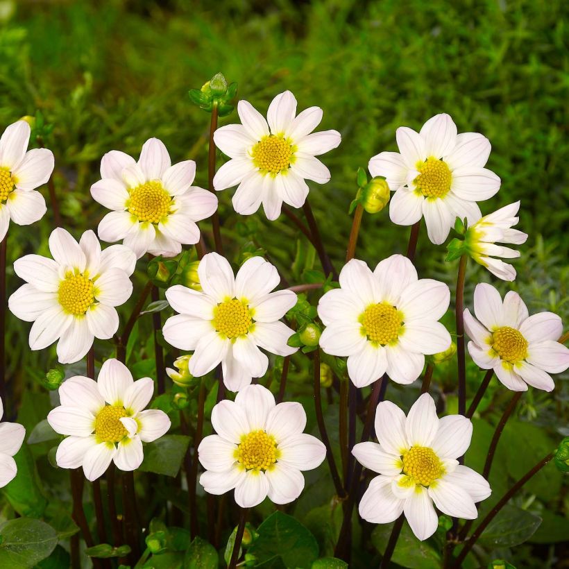 Kääpiödaalia Topmix White (Kukinta)