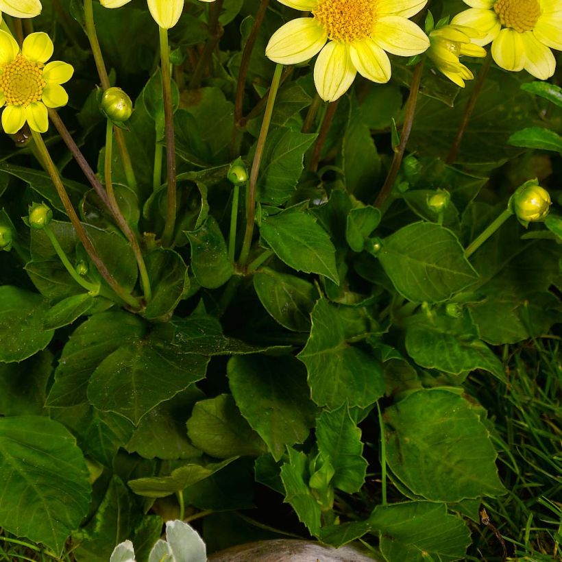 Kääpiödaalia Topmix Yellow (Lehvistö)