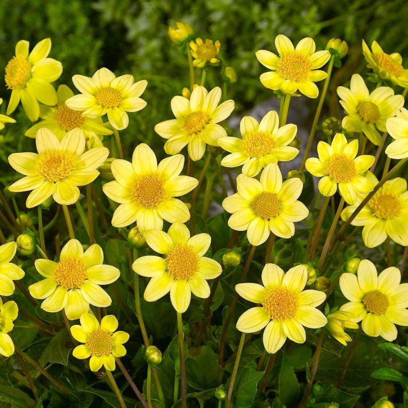Kääpiödaalia Topmix Yellow (Kukinta)