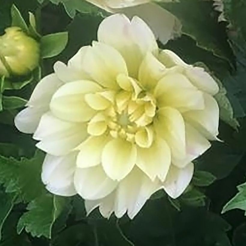 Kääpiödaalia Berliner Lemon (Kukinta)