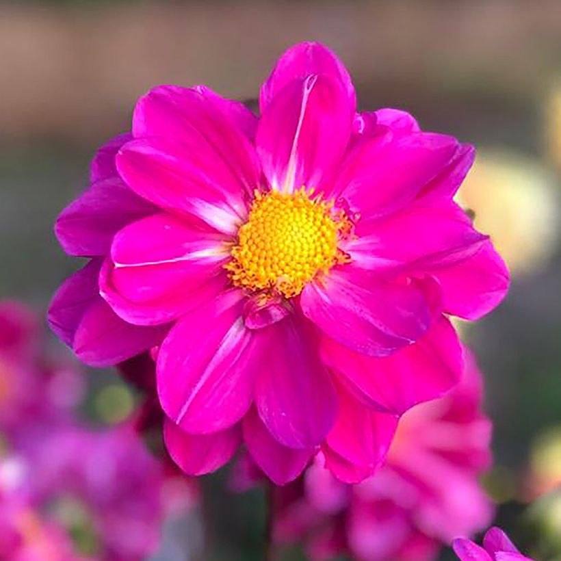 Maisemadaalia Miracle Purple (Kukinta)