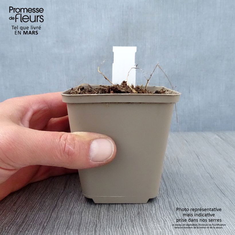 Esimerkki keväällä toimitetusta Preeria-apila - Dalea candida Godet de 8/9 cm-taimesta
