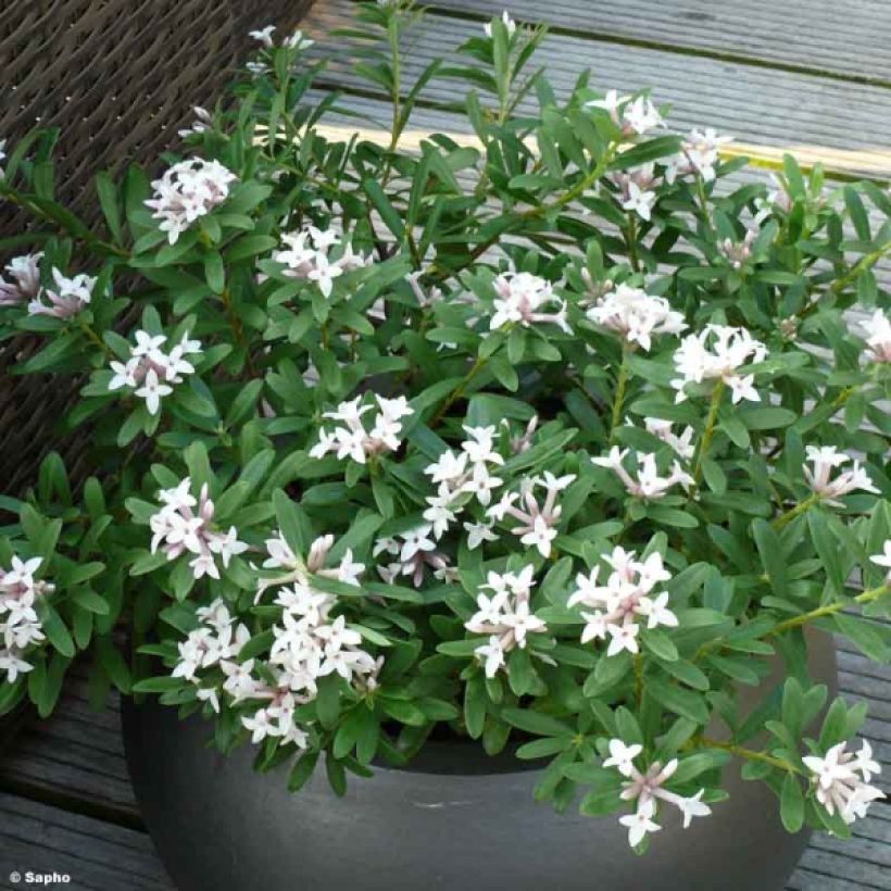 Näsiä Eternal Fragrance (Kasvutapa)