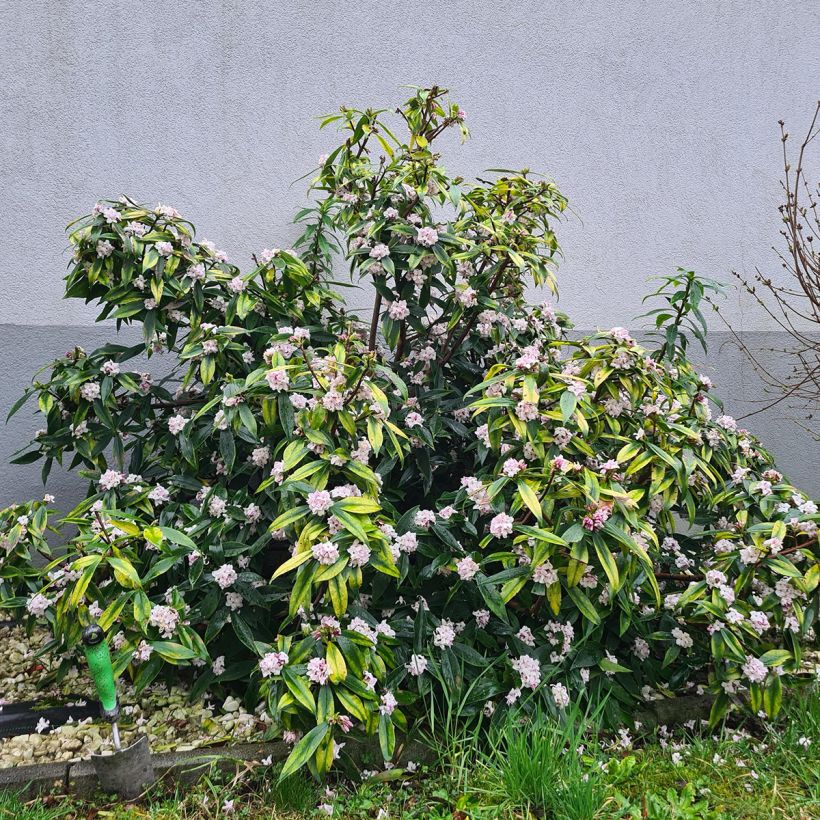 Näsiä Perfume Princess (Kasvutapa)