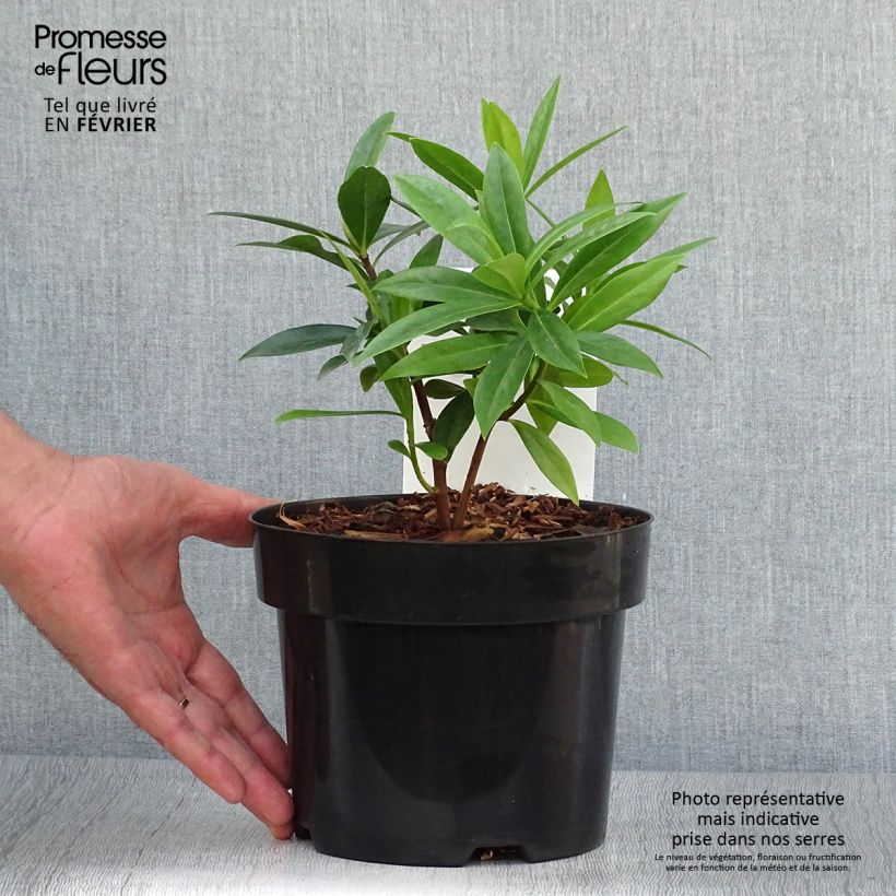 Esimerkki syksyllä toimitetusta Näsiä Perfume Princess 2 litran/3 litran ruukku-taimesta