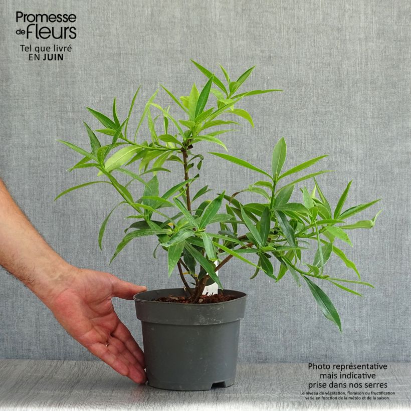 Esimerkki kesällä toimitetusta Näsiä Perfume Princess Pot de 2L/3L-taimesta