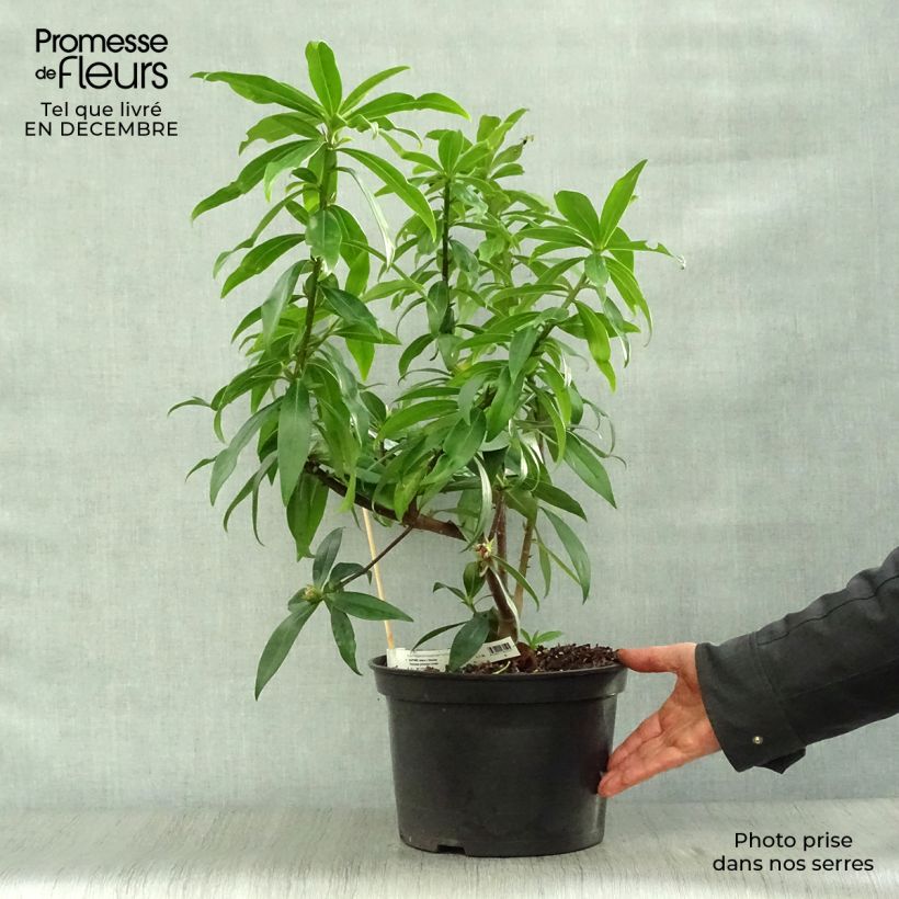 Esimerkki talvella toimitetusta Näsiä Perfume Princess Pot de 7,5L/10L-taimesta