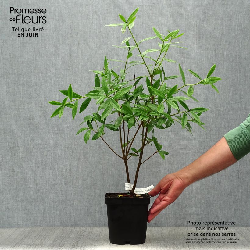 Esimerkki kesällä toimitetusta Näsiä Spring Beauty Ruukku 3L / 4L-taimesta