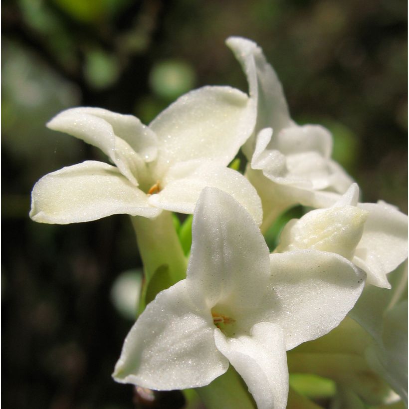 Näsiä White Queen (Kukinta)