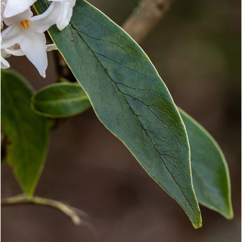 Näsiä White Queen (Lehvistö)