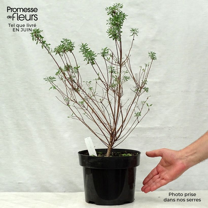 Esimerkki kesällä toimitetusta Näsiä Somerset Pot de 4L/5L-taimesta