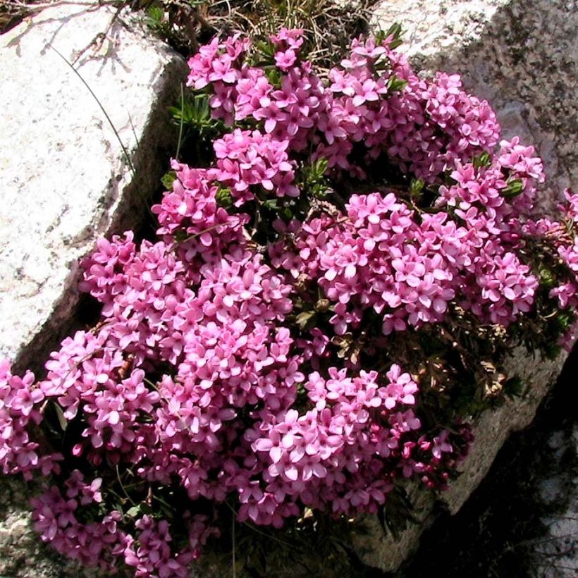Ruusunäsiä - Daphne cneorum (Kasvutapa)