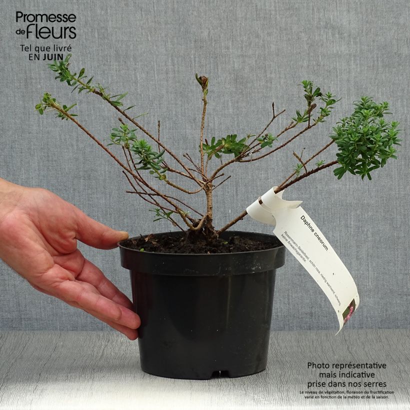 Esimerkki kesällä toimitetusta Ruusunäsiä - Daphne cneorum Pot de 2L/3L-taimesta