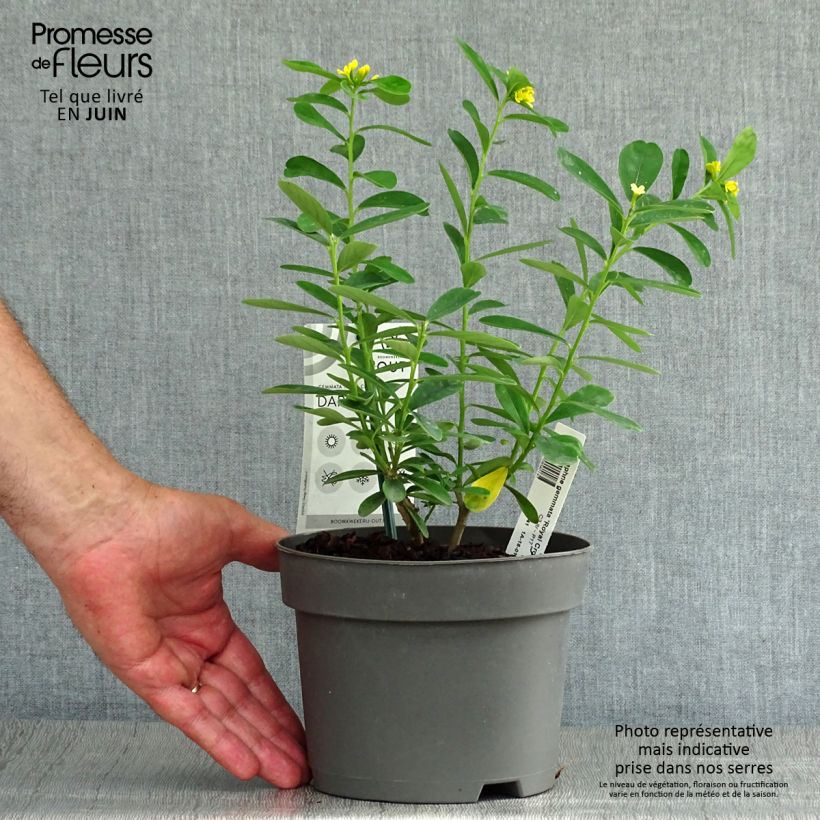 Esimerkki kesällä toimitetusta Näsiä Royal Crown Pot de 2L/3L-taimesta