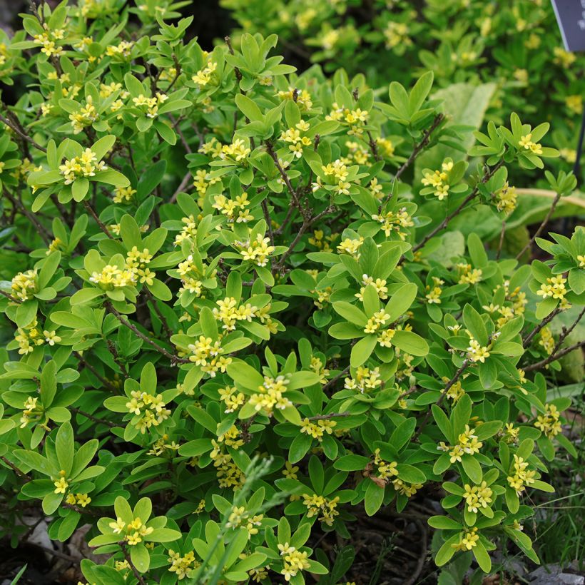 Näsiä Royal Crown (Kasvutapa)
