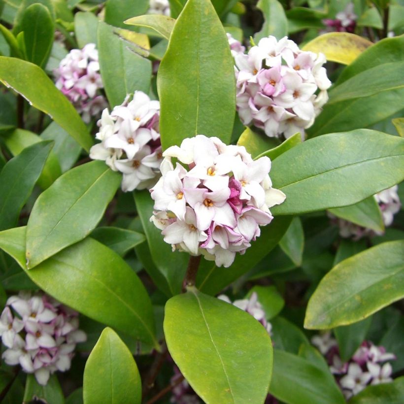Näsiä - Daphne odora (Lehvistö)