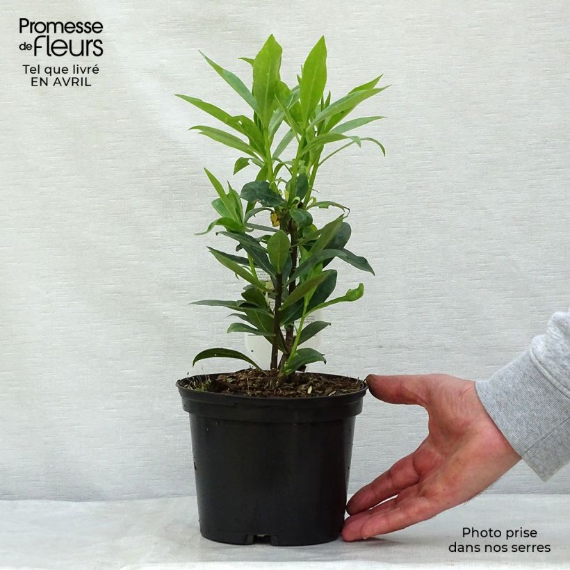 Esimerkki keväällä toimitetusta Näsiä - Daphne odora Pot de 1L/1,5L-taimesta