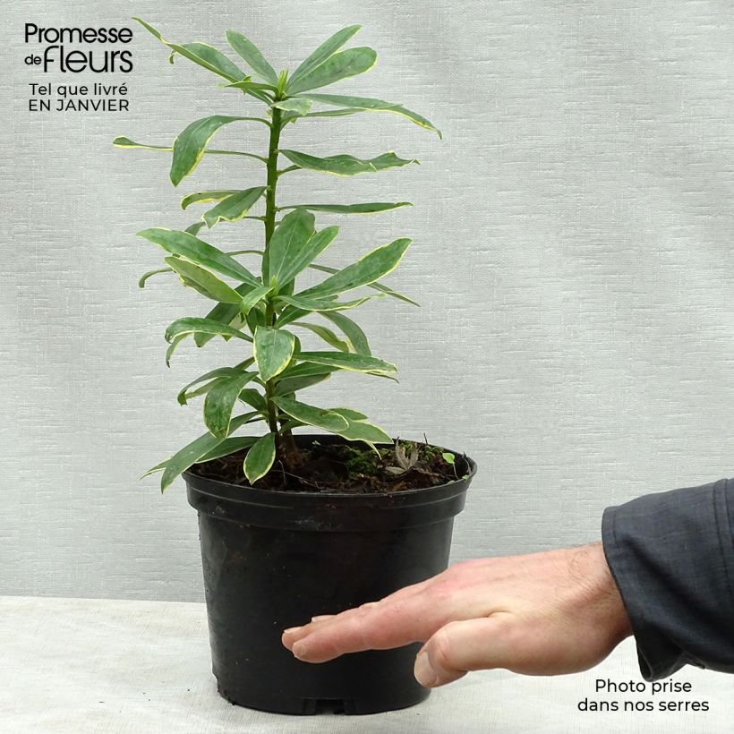 Esimerkki talvella toimitetusta Näsiä Maejima Pot de 2L/3L-taimesta