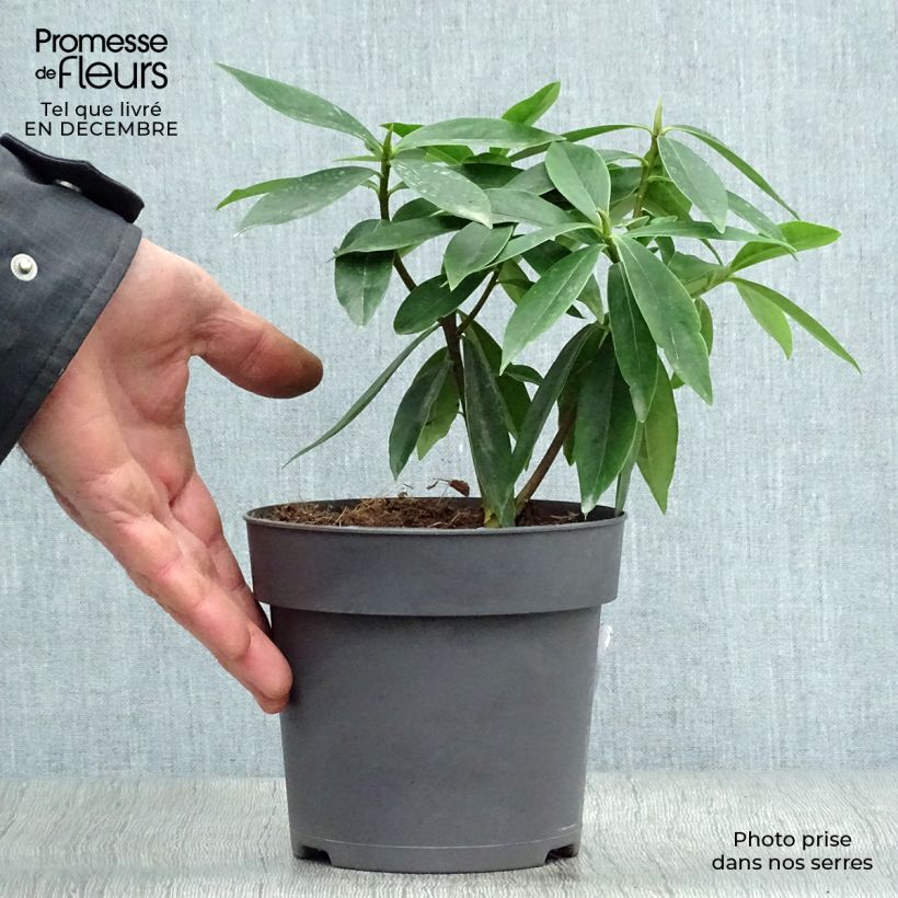 Esimerkki talvella toimitetusta Näsiä Sweet Amethyst Pot de 1L/1,5L-taimesta