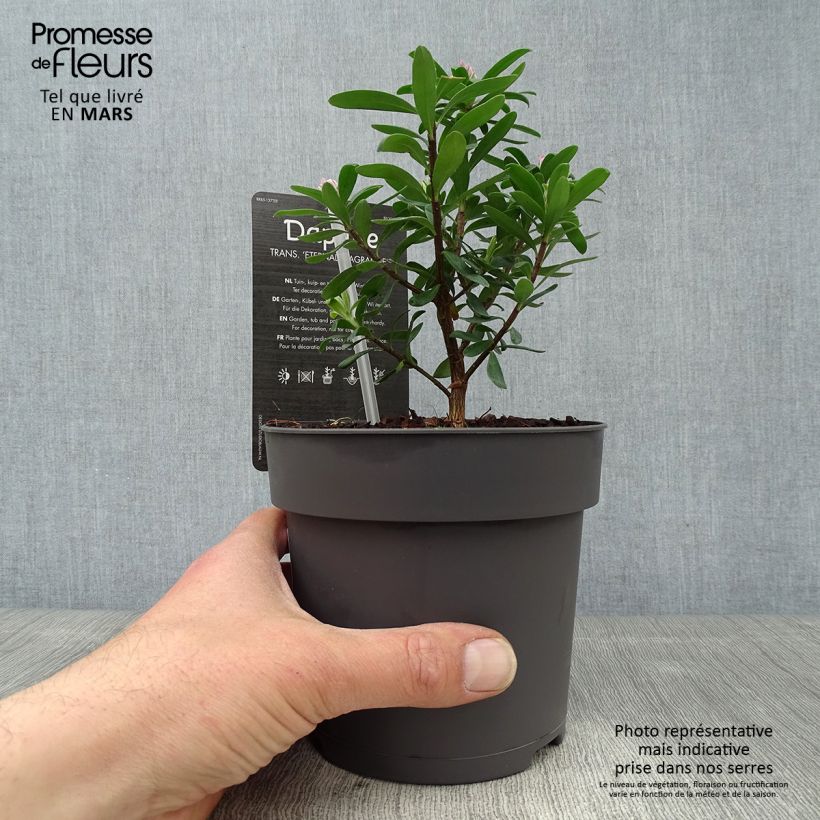 Esimerkki keväällä toimitetusta Näsiä Eternal Fragrance Pot de 1L/1,5L-taimesta